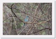 03LakeManyara - 43 * European Roller.